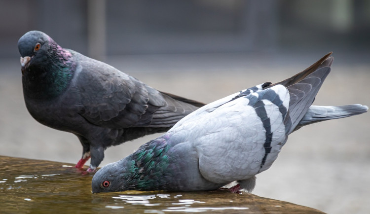 pigeons-gd70bbf2cb_1280