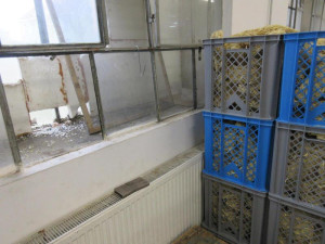 Do výrobny asijských nudlí naběhly myši. Všude kálely, zuřili potravináři