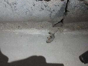 Do výrobny asijských nudlí naběhly myši. Všude kálely, zuřili potravináři