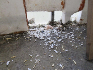 Do výrobny asijských nudlí naběhly myši. Všude kálely, zuřili potravináři