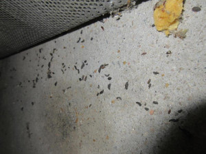 Do výrobny asijských nudlí naběhly myši. Všude kálely, zuřili potravináři