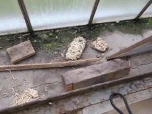 Do výrobny asijských nudlí naběhly myši. Všude kálely, zuřili potravináři