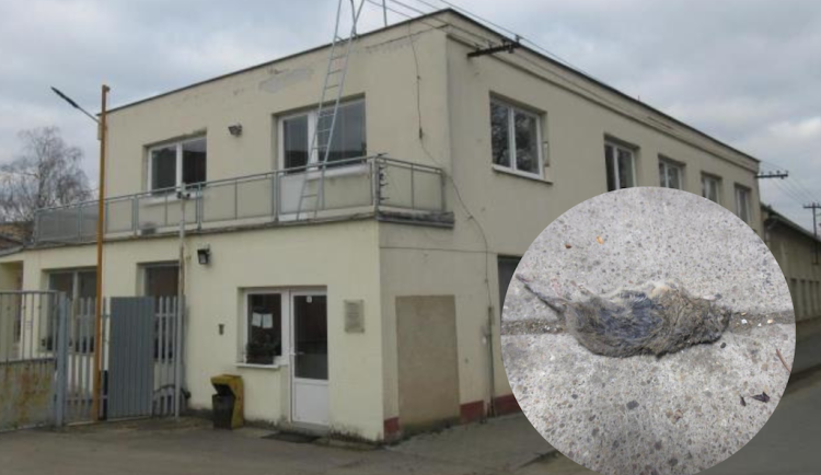 Do výrobny asijských nudlí naběhly myši. Všude kálely, zuřili potravináři