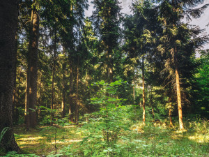 Lesníci obnovují botanickou zahradu na Brněnsku. V arboretu sadí exotické druhy stromů