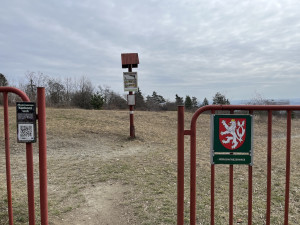 Koniklecová sezona bude opožděná, na vině je špatné počasí