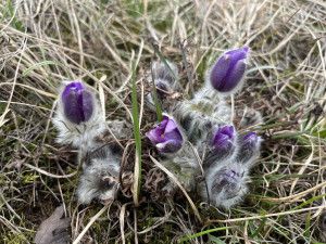 Koniklecová sezona bude opožděná, na vině je špatné počasí