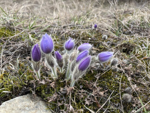 Koniklecová sezona bude opožděná, na vině je špatné počasí