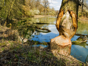 Z oblasti Soutok se stane CHKO