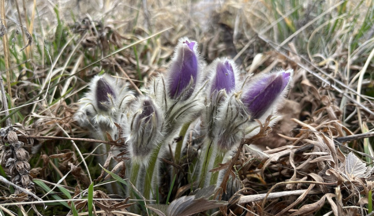 Koniklece v chladném počasí zůstávají zavřené.