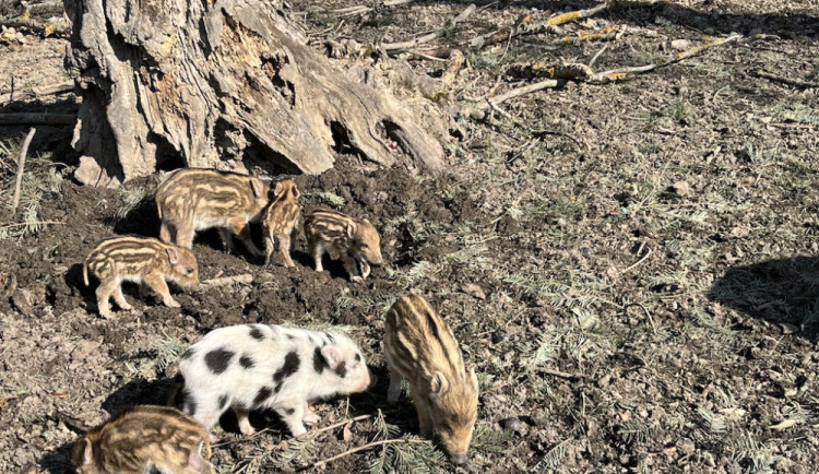 Ilustrační foto. Selata v oboře Holedná