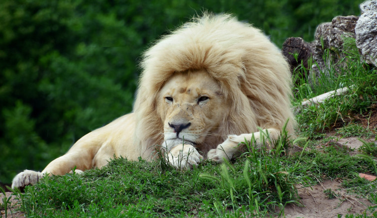 V jihomoravské zoo končí s chovem bílých lvů. Posledního samce pošlou na Slovensko