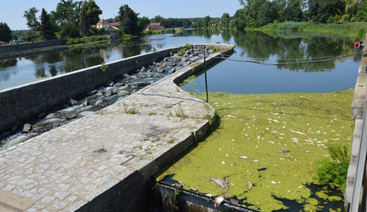 Za úhyn ryb na jižní Moravě mohly znečištěné povrchové vody, říkají vědci