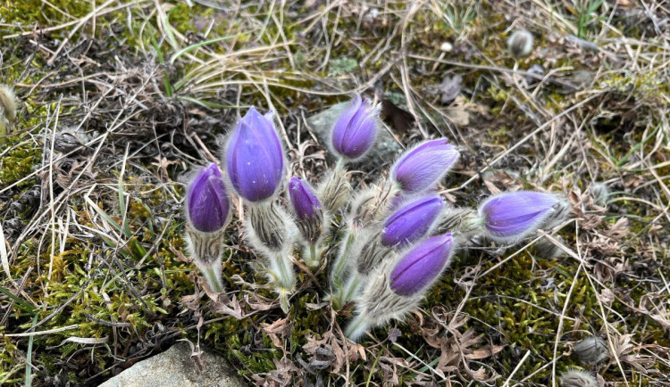 Koniklece na Kamenném vrchu před rozdupáním ochrání dřevěný chodník