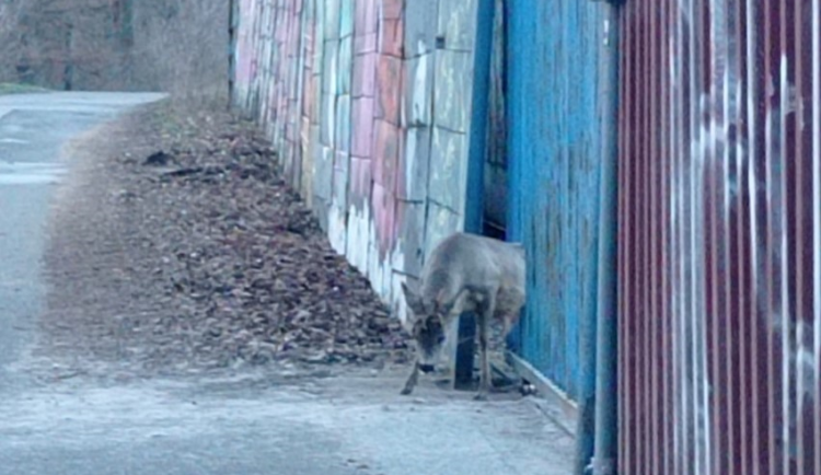 Srnec uvízl v plotě