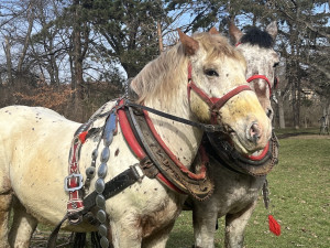 Nanuk a Jasánek pomáhají revitalizovat půdu v brněnských parcích.