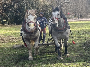 V brněnském parku se proháněli koně. Mají za úkol ozdravit půdu
