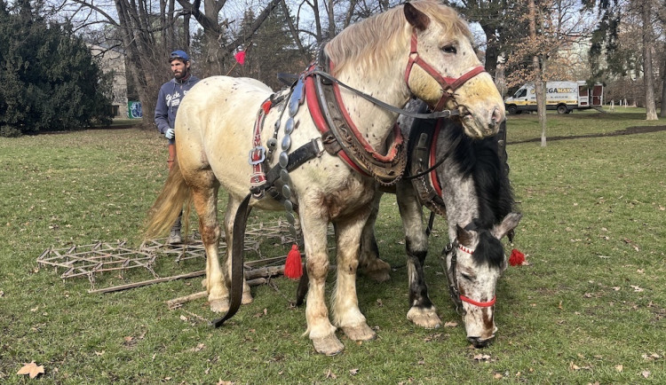 V brněnském parku se proháněli koně. Mají za úkol ozdravit půdu