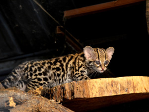 Brněnská zoologická se raduje z nové kočky, která šplhá ze stromů hlavou dolů