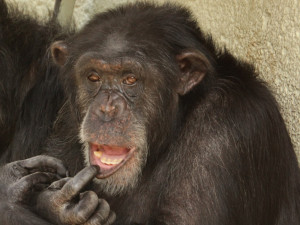 V hodonínské zoo vylomili dveře šimpanzi. Trojici opic zaměstnanci honili dvě hodiny