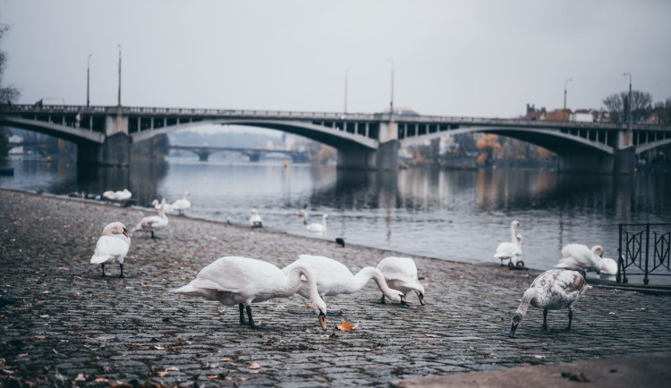 Ve Vltavě našli mrtvého muže. Případ řeší kriminálka