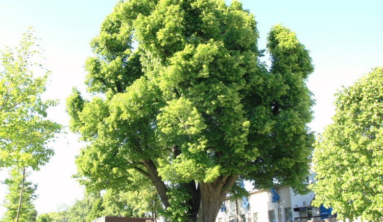 Zažila i třicetiletou válku. Ve Žďáru nad Sázavou nechali ošetřit asi 400 let starou památnou lípu