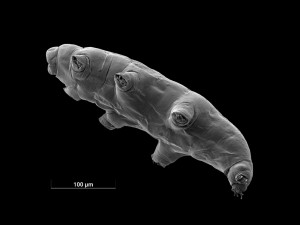 Užijte si Dny elektronové mikroskopie, poznejte hrdiny mikrosvěta