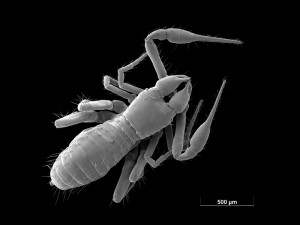 Užijte si Dny elektronové mikroskopie, poznejte hrdiny mikrosvěta