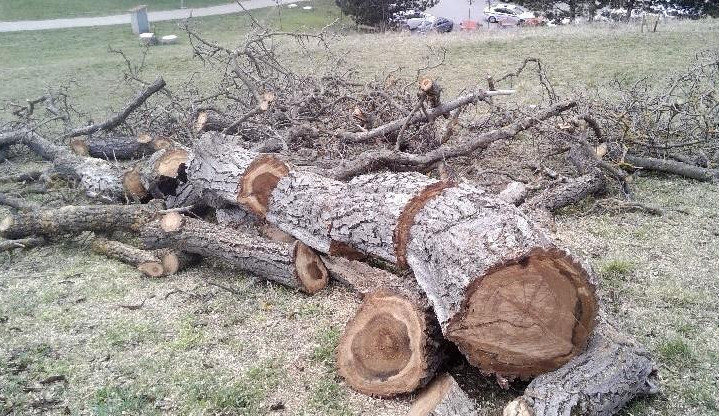 Dítě z Brna kutálelo klády na auta. Nedělám to naschvál, tvrdilo