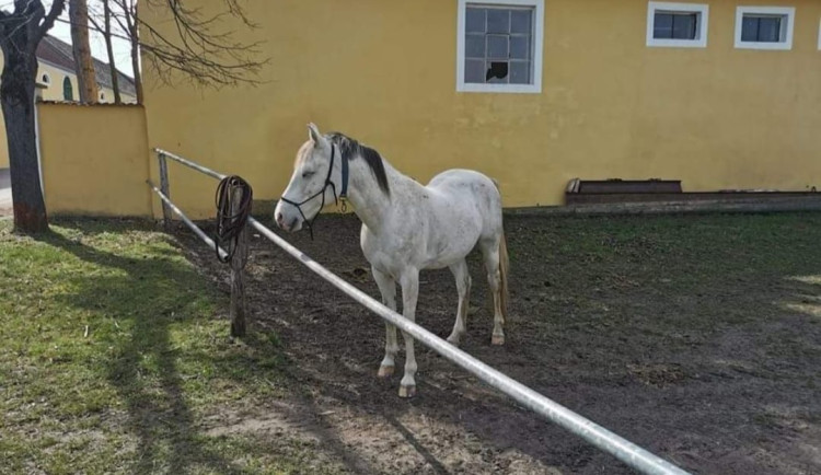 Zaběhnutého koně našli až lidé v Rakousku