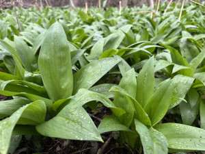 Lidé z Brna a okolí vyráží na medvědí česnek. Nespleťte si ho s konvalinkou, radí odborníci