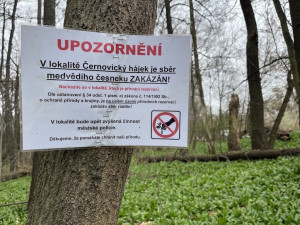 Lidé z Brna a okolí vyráží na medvědí česnek. Nespleťte si ho s konvalinkou, radí odborníci