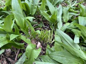 Lidé z Brna a okolí vyráží na medvědí česnek. Nespleťte si ho s konvalinkou, radí odborníci