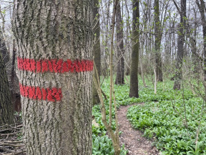 Lidé z Brna a okolí vyráží na medvědí česnek. Nespleťte si ho s konvalinkou, radí odborníci