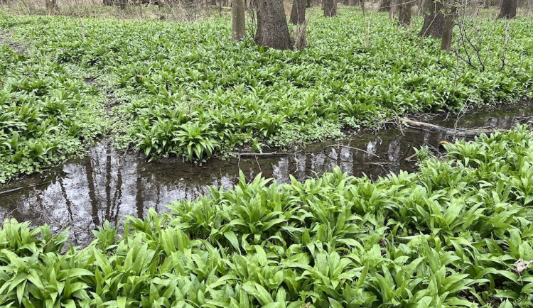 Lidé z Brna a okolí vyráží na medvědí česnek. Nespleťte si ho s konvalinkou, radí odborníci