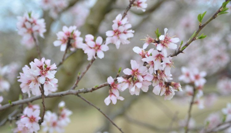 Rozkvetlé ovocné stromy trpí kvůli ochlazení.