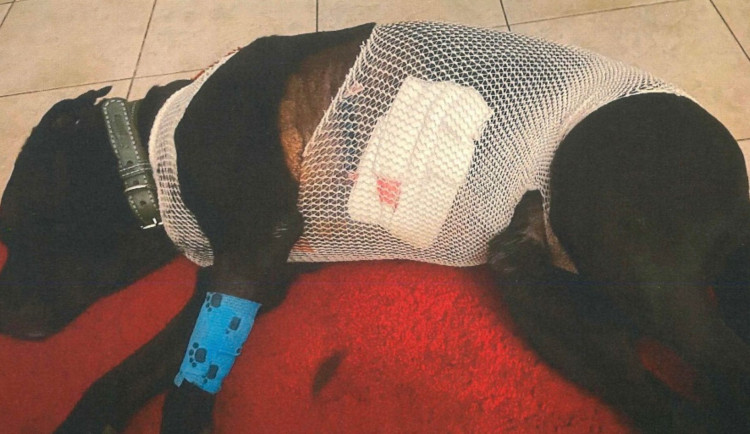 Útočník postřelil psa. Pátrá po něm policie, hrozí mu tři roky ve vězení