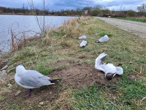 Ornitologové našli u Mutěnických rybníků stovku mrtvých racků