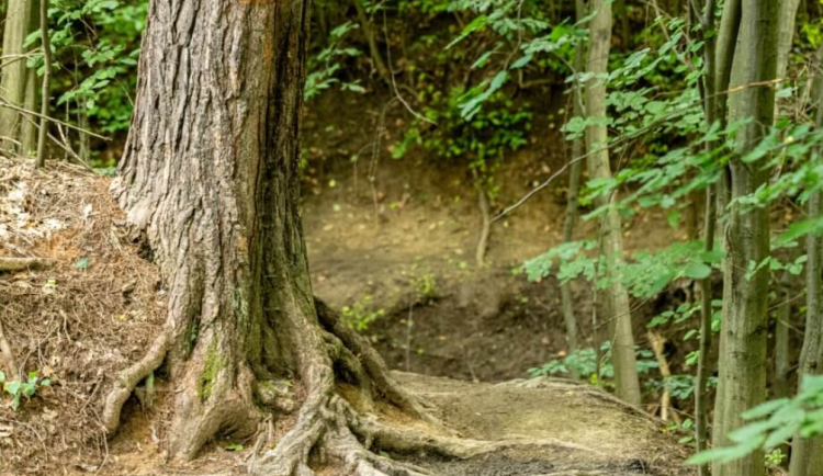 Lesníci chtějí kvůli nebezpečným stromům změnu turistické trasy v Moravském krasu
