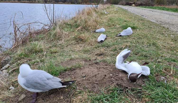 Za masivní úhyn racků na Hodonínsku mohla ptačí chřipka
