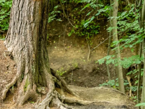 Lesníci chtějí kvůli nebezpečným stromům změnu turistické trasy v Moravském krasu