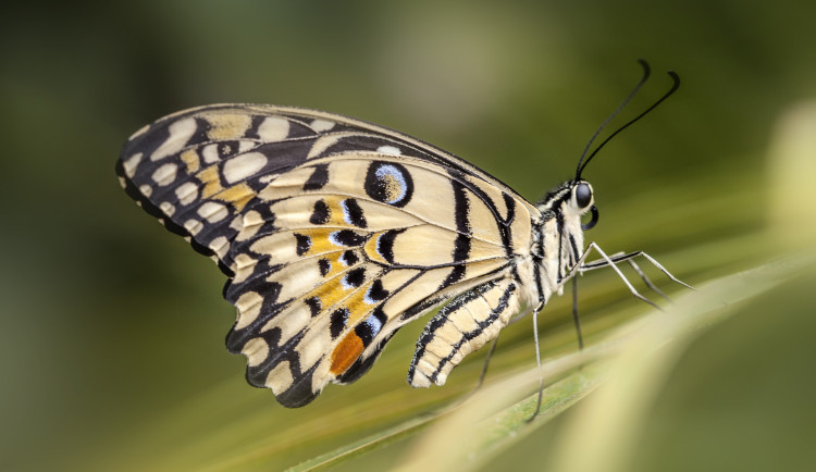 Do Prahy dorazilo přes pět tisíc tropických motýlů. Výstava ukazuje jejich proměnu