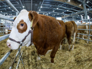 Na brněnském výstavišti se představí hospodářská zvířata a myslivost