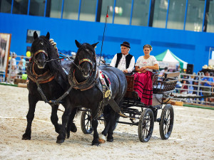 Na brněnském výstavišti se představí hospodářská zvířata a myslivost