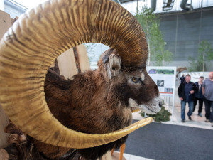 Na brněnském výstavišti se představí hospodářská zvířata a myslivost