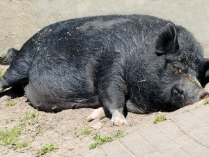 Vědci z Brna vymýšlejí zdravou potravinu, která nakrmí lidi i prasata