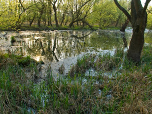 Do obory Soutok u Břeclavi platí zákaz vstupu kvůli zaplavení lužních lesů