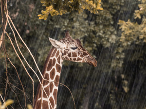 Nejstarší brněnská žirafa je po smrti. Přestala žrát i chodit, smutní zoo