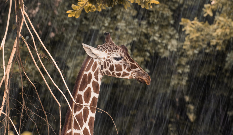 Nejstarší brněnská žirafa je po smrt. Přestala žrát i chodit, smutní zoo