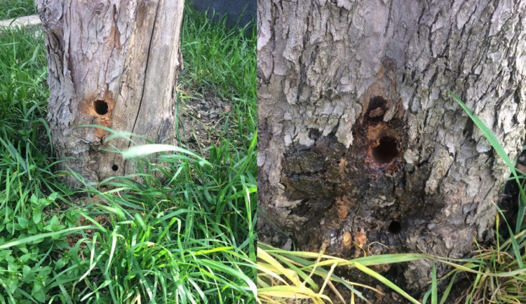 V Brně někdo otrávil vzrostlé stromy. Do kmenů nalil kyselinu