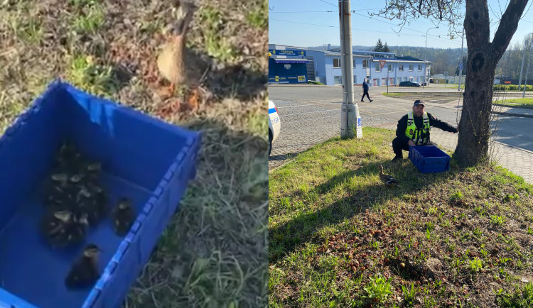 Odchycená kachna s mláďaty